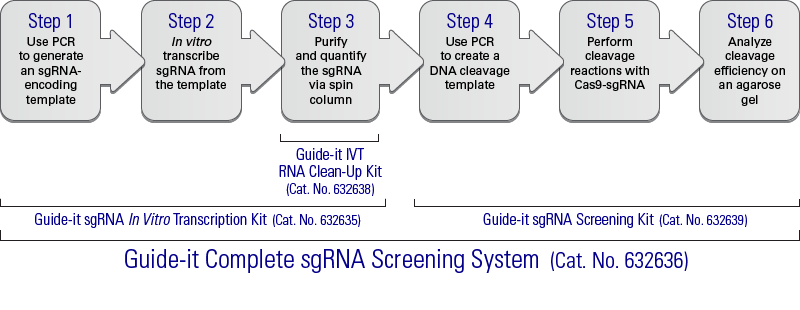 Guide-it™ sgRNA Screening Kit 632639 - Gene function - Takara Bio