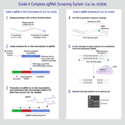 Guide-it™ sgRNA Screening Kit 632639 - Gene function - Takara Bio