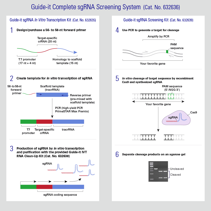 Guide-it™ sgRNA Screening Kit 632639 - Gene function - Takara Bio