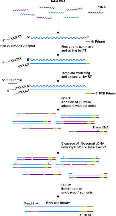 SMARTer® Stranded Total RNA-Seq Kit v2 - Pico Input Mammalian Components 634418 - Next-generation sequencing - Takara Bio