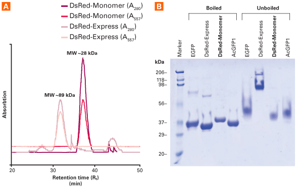 pDsRed-Monomer-Mem Hyg Vector 632513 - Gene function - Takara Bio