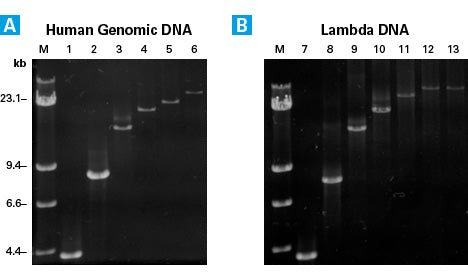 Advantage® GC Genomic LA Polymerase Mix 639153 - PCR - Takara Bio