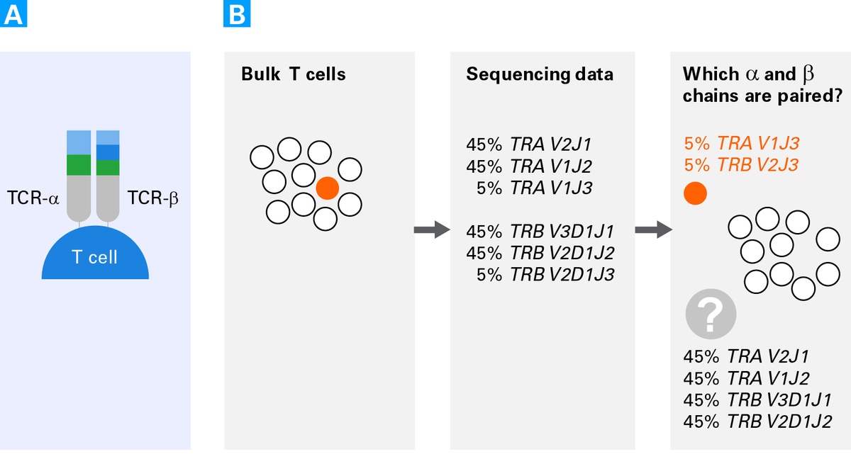 SMARTer® Human scTCR a/b Profiling Kit 634432 - Next-generation sequencing - Takara Bio