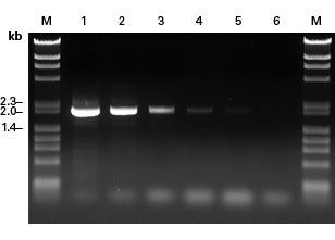 Advantage® GC Genomic LA Polymerase Mix 639153 - PCR - Takara Bio