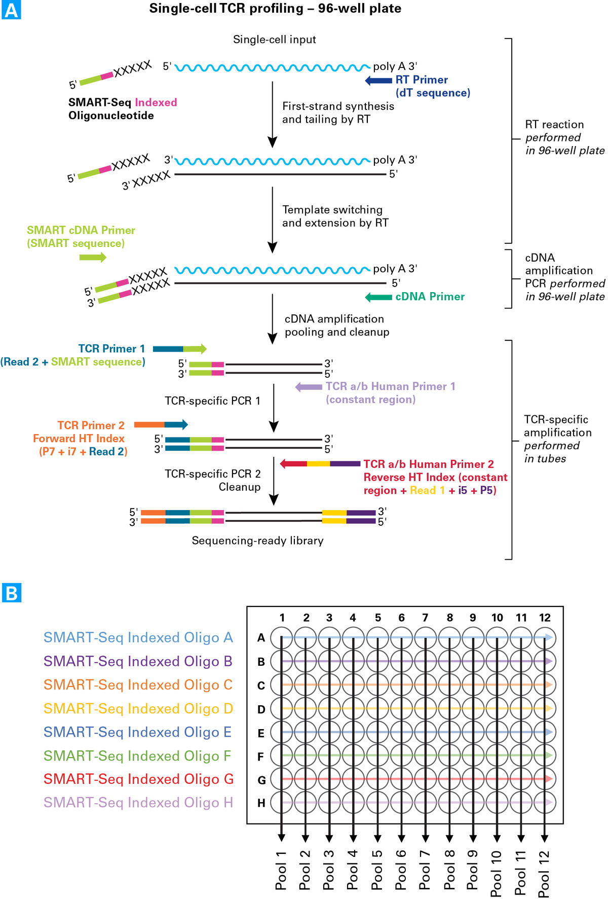 SMARTer® Human scTCR a/b Profiling Kit 634432 - Next-generation sequencing - Takara Bio