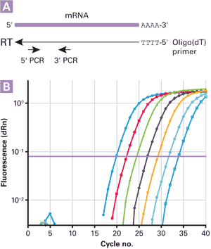 SMART® MMLV Reverse Transcriptase 639524 - Mrna And Cdna Synthesis - Takara Bio