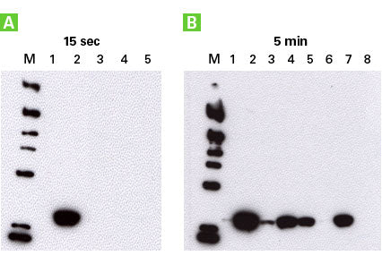 Living Colors® mCherry Monoclonal Antibody 632543 - Antibodies and ELISA - Takara Bio