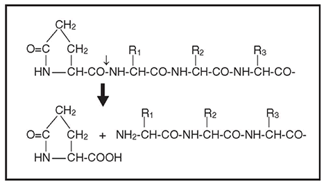 Pfu Pyroglutamate Aminopeptidase 7334 - Protein research - Takara Bio