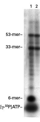 CHROMA SPIN™-1000+DEPC-H2O Columns 636093 - mRNA and cDNA synthesis - Takara Bio