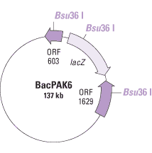 IPLB-Sf21 Insect Cells 631411 - Protein research - Takara Bio