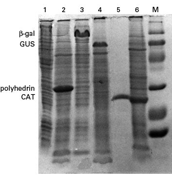IPLB-Sf21 Insect Cells 631411 - Protein research - Takara Bio