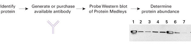 Human Skin Protein Medley 635355 - Uncategorized - Takara Bio