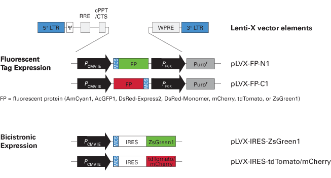 pLVX-ZsGreen1-C1 Vector 632566 - Gene function - Takara Bio