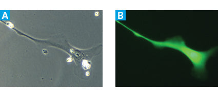 Lenti-X™ iDimerize™ Inducible Heterodimer System 635074 - Gene function - Takara Bio