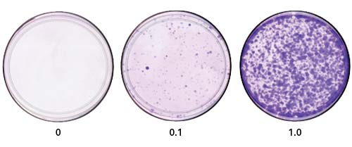 Lenti-X™ iDimerize™ Inducible Heterodimer System 635074 - Gene function - Takara Bio