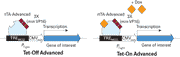 pTRE-Cycle2 Vector 631116 - Gene function - Takara Bio