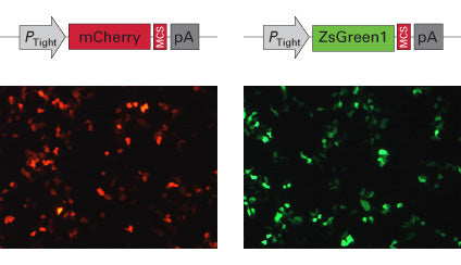 Mir-X™ Inducible miRNA System (Green) 631120 - Gene function - Takara Bio