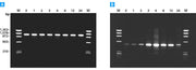 PrimeScript™ One Step RT-PCR Kit, Ver.2 (Dye Plus) RR057B - mRNA and cDNA synthesis - Takara Bio