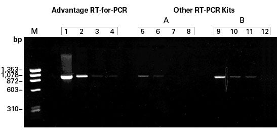PrimeScript™ One Step RT-PCR Kit, Ver.2 (Dye Plus) RR057B - mRNA and cDNA synthesis - Takara Bio
