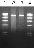 LA PCR™ Genome DNA Set 9060 - PCR - Takara Bio