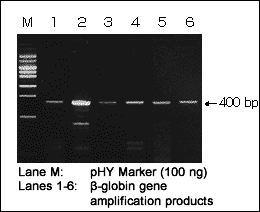 TaKaRa® DEXPAT™ Easy 9104 - Cloning - Takara Bio
