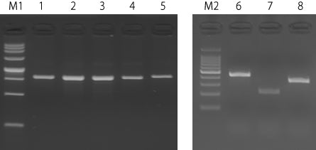 MightyPrep Reagent for DNA 9182 - Cloning - Takara Bio