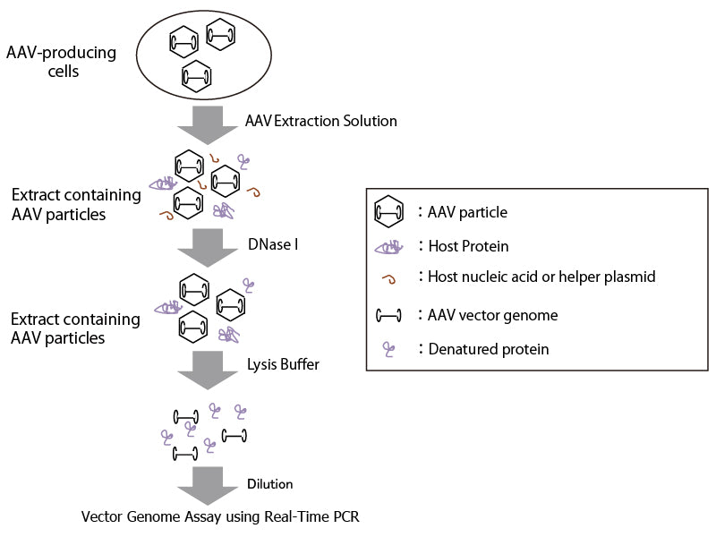 AAVpro® Titration Kit (for Real Time PCR) Ver.2 6233 - Gene function - Takara Bio
