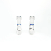 Monoclonal Antibody to Human IL-10, unconjugated TBS134303-0.1MG - Antibodies - TriBioScience