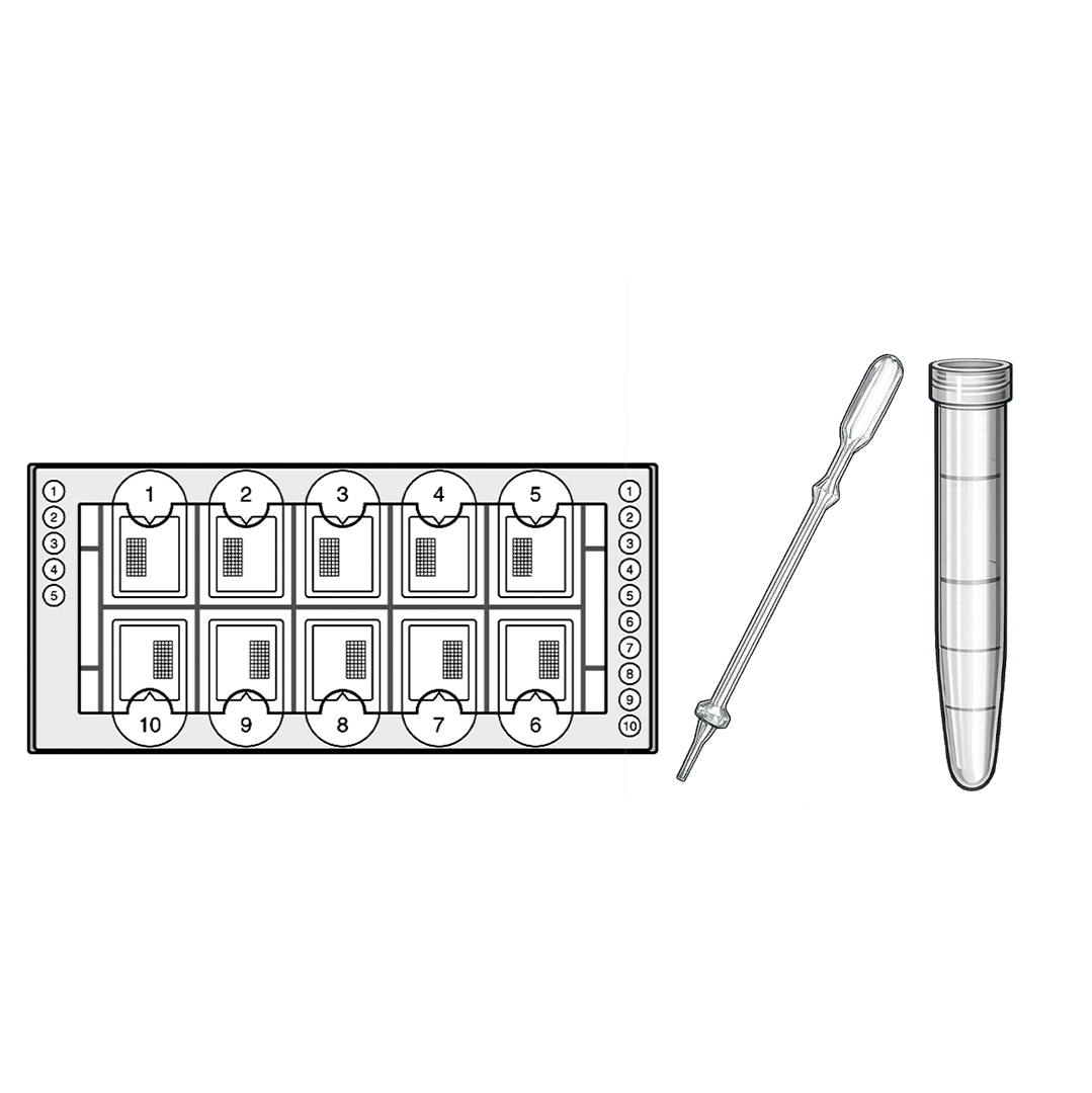Fast-Read® Urine Sediment Kits (BVS101)