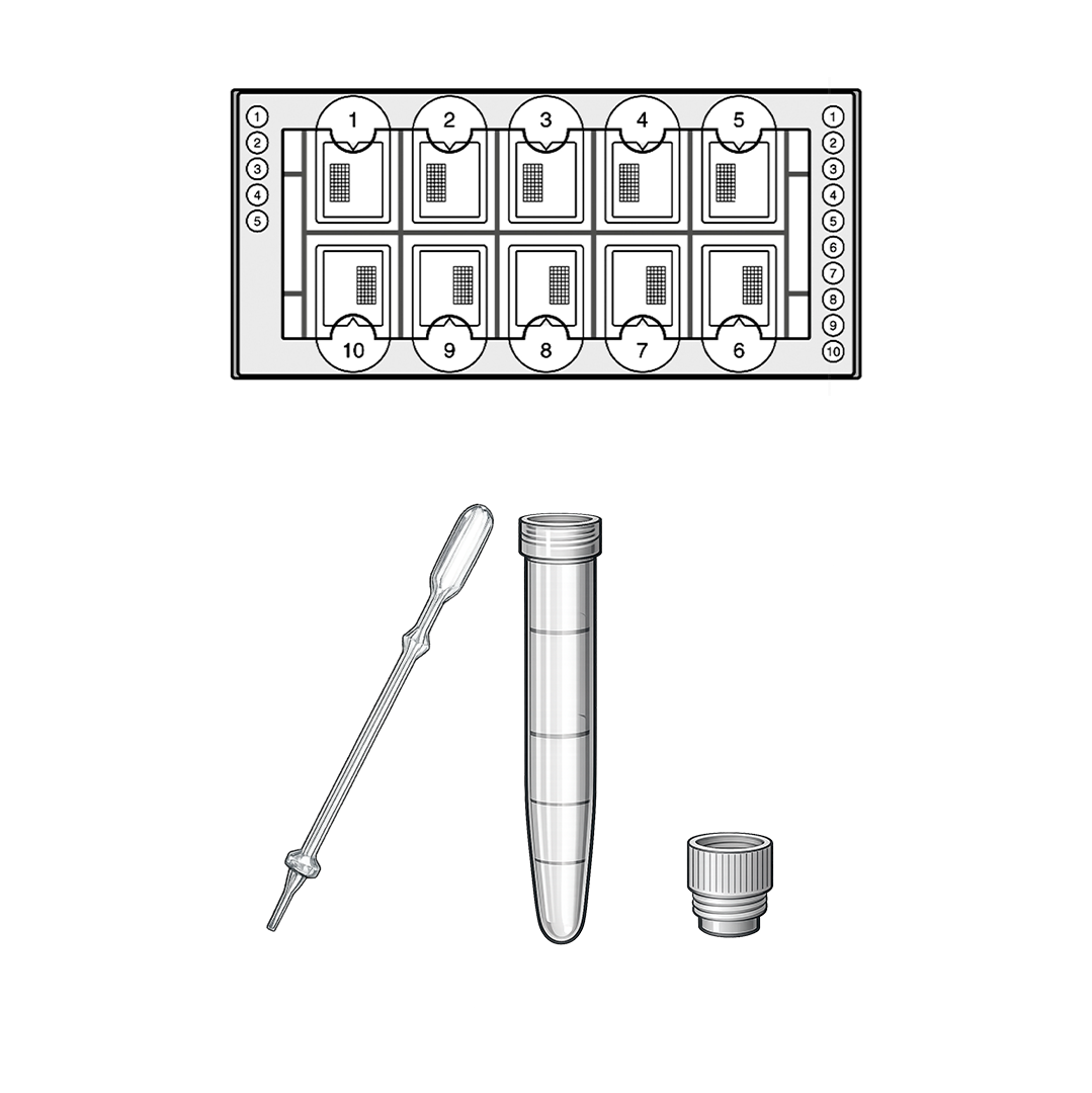 Fast-Read® Urine Sediment Kits (BVS101)