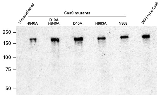 Guide-it™ Cas9 Monoclonal Antibody (Clone TG8C1) 632628 - Gene function - Takara Bio