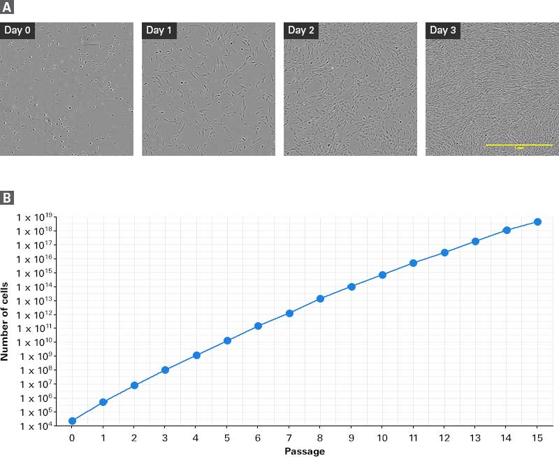 Cellartis® MSC Xeno-Free GMP Grade Culture Medium Y50210 - Stem cell research - Takara Bio