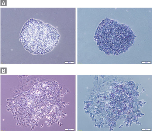 Cellartis® 3i mES/iPSC Culture Medium Y40011 - Stem cell research - Takara Bio