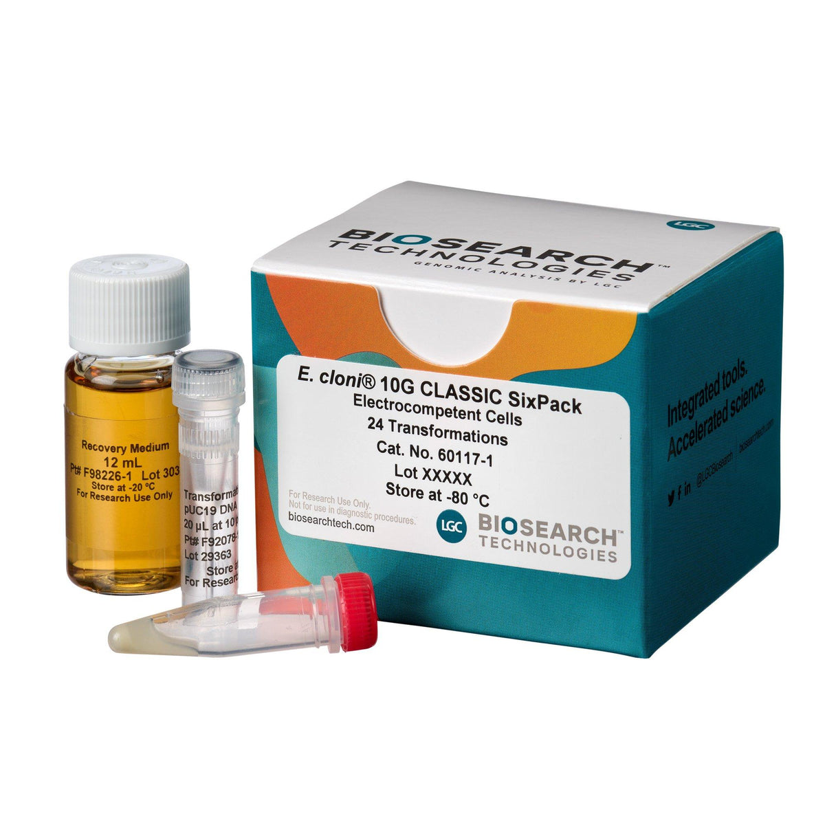 E. cloni 10G Classic Electrocompetent Cells, Efficiency >5 x 109 cfu/µg COMCEL-016 - Competent cells for transformation
