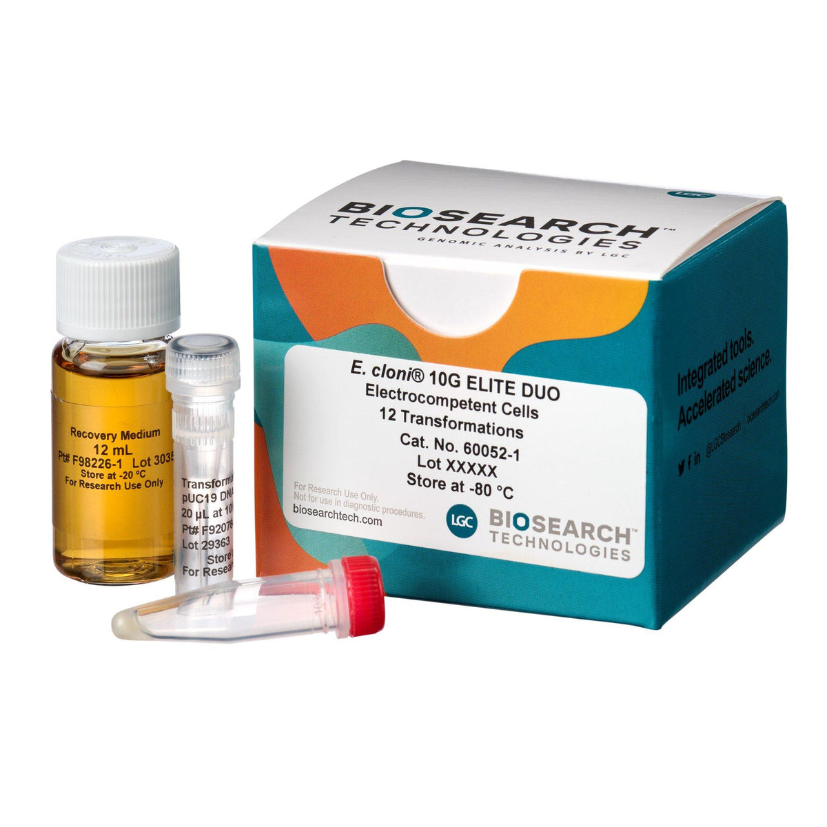 E. cloni 10G Elite Electrocompetent Cells, Efficiency >2 x 1010 cfu/µg COMCEL-019 - Competent cells for transformation