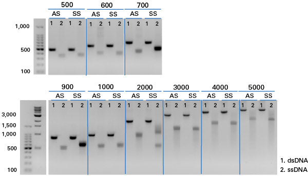 Guide-it™ Long ssDNA Production System v2 632666 - Gene function - Takara Bio