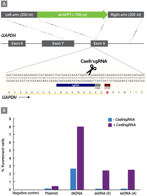 Guide-it™ Long ssDNA Production System v2 632666 - Gene function - Takara Bio