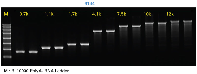 Takara IVTpro™ mRNA Synthesis System 6141 - mRNA and cDNA synthesis - Takara Bio