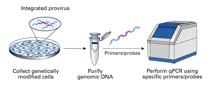 Lenti-X™ Provirus Quantitation Kit 631239 - Gene function - Takara Bio