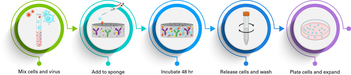 Lenti-X™ T-Cell Transduction Sponge 631480 - Gene function - Takara Bio