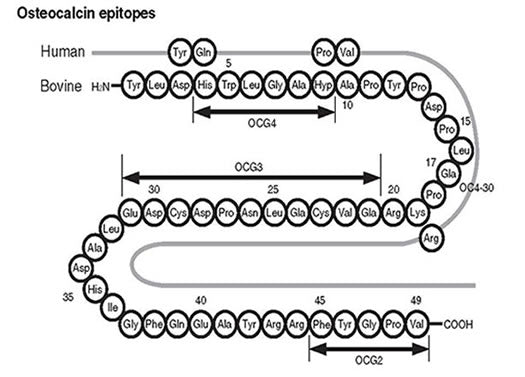 Monoclonal Anti-Bovine Osteocalcin (Clone OCG4) M044 - Antibodies and ELISA - Takara Bio