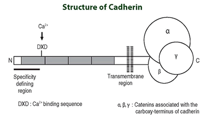 Polyclonal Anti-N-cadherin M142 - Antibodies and ELISA - Takara Bio