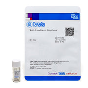 Polyclonal Anti-N-cadherin M142 - Antibodies and ELISA - Takara Bio