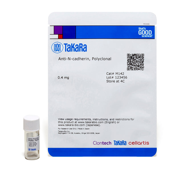 Polyclonal Anti-N-cadherin M142 - Antibodies and ELISA - Takara Bio