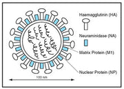 Polyclonal Antibody to Human Influenza A, B (Rabbit Polyclonal) M149 - Antibodies and ELISA - Takara Bio