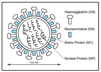 Polyclonal Antibody to Human Influenza A, B (Rabbit Polyclonal) M149 - Antibodies and ELISA - Takara Bio