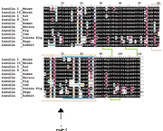 Anti-Mouse Insulin C, Monoclonal (Clone M-Ins 1J-4) M233 - Antibodies and ELISA - Takara Bio