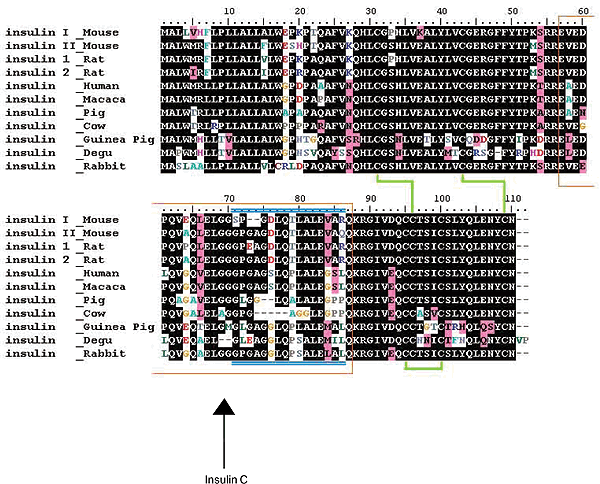 Anti-Mouse Insulin C, Monoclonal (Clone M-Ins 1J-4) M233 - Antibodies and ELISA - Takara Bio