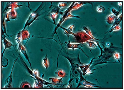 TRACP and ALP Assay Kit MK301 - Antibodies and ELISA - Takara Bio