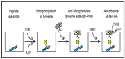 Universal Tyrosine Kinase Assay Kit MK410 - Antibodies and ELISA - Takara Bio